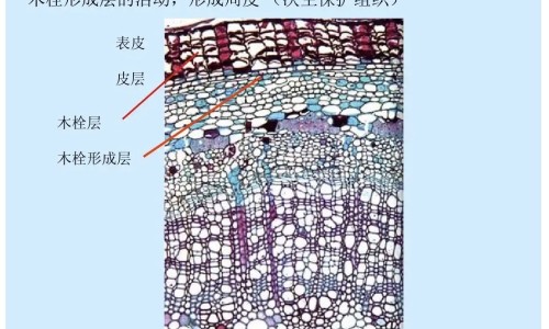 汤的做法和功效网- 花鱼汤的做法和功效知识,分享木瓜花生猪骨汤的做法和功效